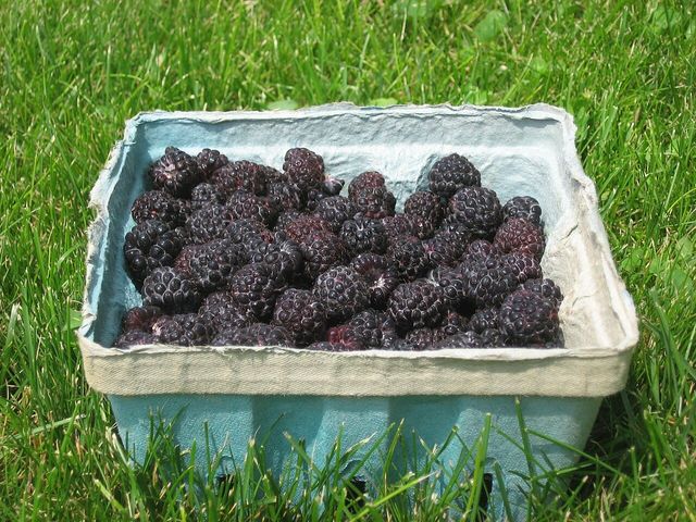 A moulded fibre punnet filled with black raspberries, on grass